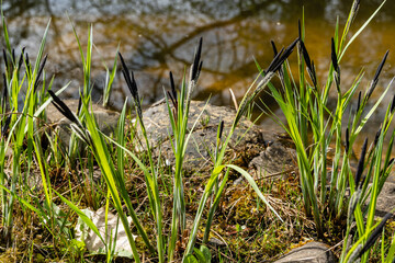Blooming sedge Carex Nigra (Carex melanostachya) on shore of garden pond. Fluffy yellow caps on Black or common sedge against blurred background. Selective focus. Nature concept for spring design.