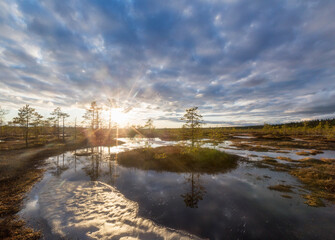 spring in the swamp. Karelian Isthmus. Russia