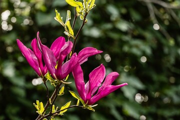 Large pink flowers of Magnolia Susan (Magnolia liliiflora x Magnolia stellata) on blurred...