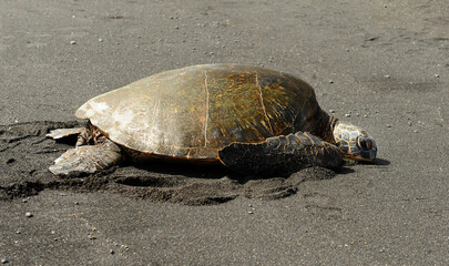 Hawaiian Green Sea Turtle on Black Sand Beach