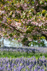 Obraz premium Ornamental blossom tree with pastel pink blooms. Blue Camassia leichtlinii flowers grow in a grassy meadow around the tree. Photographed in springtime in a garden in Wisley, near Woking in Surrey UK.