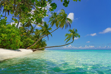  Beautiful maldives tropical island with palm trees hanging over water - Panorama - obrazy, fototapety, plakaty