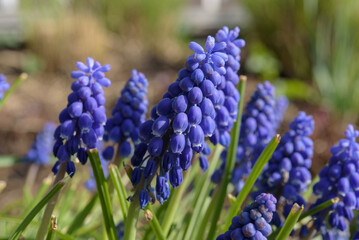 Nahaufnahme einer blauen Traubenhyazinthen