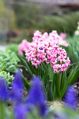 Obraz premium City Park in spring. Pink hyacinths close-up. Spring postcard