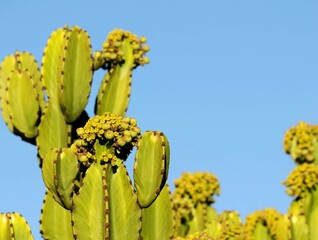 Flowering Cactus