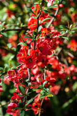 Blossom of Japanese quince or Chaenomeles japonica. Red flowers on branches of Japanese quince on blurred background. Selective focus. Close-up of red flowers. Nature concept for design.
