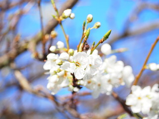 青空に咲く梅の花