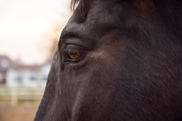 Close-up photo of horse's eye - obrazy, fototapety, plakaty