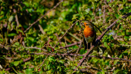 Robin in a bush