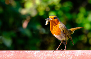 Robin with grub