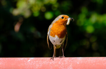 Robin feeding