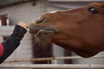 A horse getting treats from its owner - obrazy, fototapety, plakaty