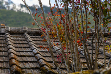 日本の伝統的な屋根と赤く色づいた紅葉
