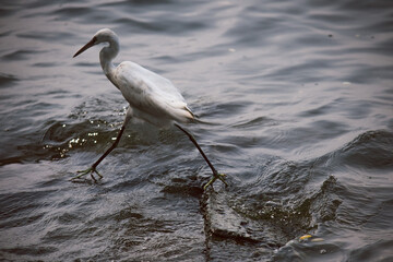 Great white egret fishing in Lagos
