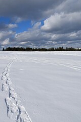 Traces of snowshoes in a field, Sainte-Apolline, Québec, Canada