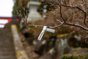 神社の枝に結ばれたおみくじ
