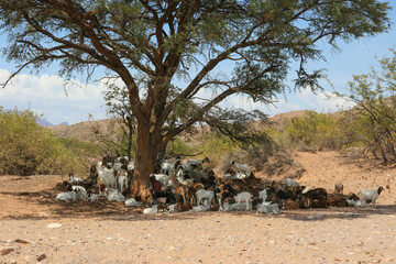 A shepherd with his goats rests in the shade under a tree, Namibia