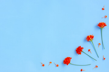 Lantana camara flowers on blue background