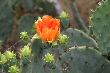 orange cactus blooms in central Texas. © Allen
