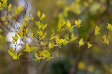 close-up of branches of trees and shrubs with buds and first leaves in spring. The concept is a new life.
