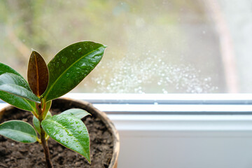 Water drops on the leaves of young ficus. Flowers on the windowsill. House plants concept. Copy space.