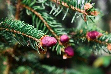 Young pine cones growing on the tree