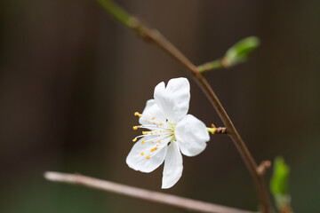 Springtime, close-up White cherry blossoms, spring flower background