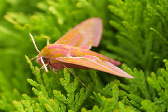 Zmrocznik pazik (Deilephila porcellus)