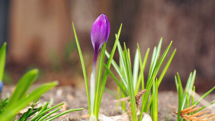 Close-up of a purple woodland crocus flower bud that is starting to bloom in a garden on a warm spring day in april with a blurred background.