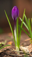 Close-up of a purple woodland crocus flower bud that is starting to bloom in a garden on a warm spring day in april with a blurred background.