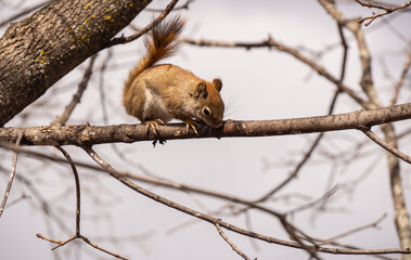 Close-up of a red squirrel climbing on a tree branch in the forest on a warm day in march with a blurred background.