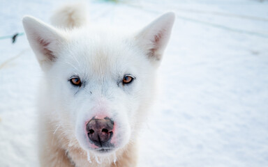 Sled dogs in Sisimiut, Greenland in winter