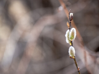 Close-up of the white fluffy buds on a pussy willow tree branch on a warm spring day in april with...