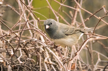 Small female dark eyed junco perched the grapevine in my backyard