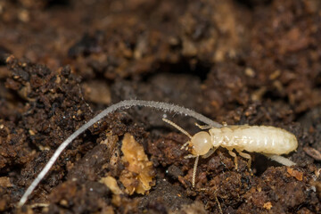 Eastern Subterranean Termite Nymph - Reticulitermes flavipes
