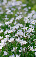 朝日が透けて光るハナニラの群落_縦2