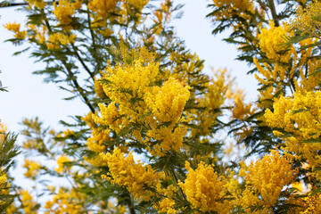 Flowering mimosa tree against blue sky. Mimosa blooms background. Selective focus. flowery branch of mimosa is offered to women on March 8th for the International Women's Day.