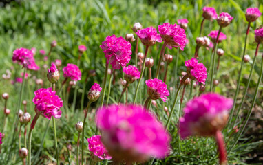 Armeria maritima sea thrift bright pink flowers with blurred foreground