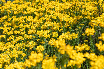 Bright yellow flowers of genista hispanica or the Spanish broom with blurred foreground