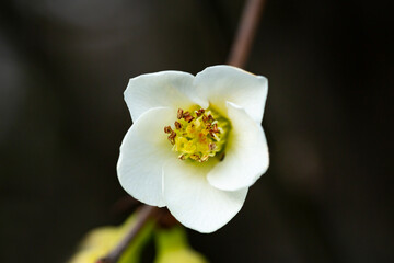 close-up Cerasus subhirtella, also called Jugatsu-zakura belongs to the family Rosaceae White cherry blossoms