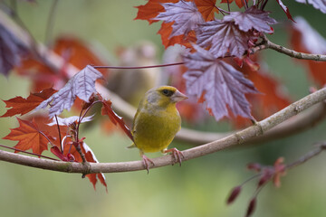Oiseau jaune Verdier d'Europe sur arbre avec feuilles et bourgeons de printemps