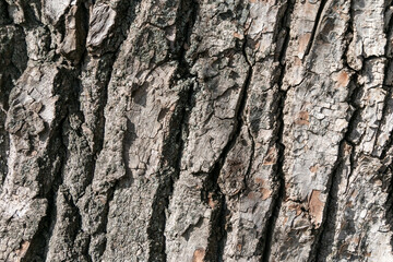 Embossed texture of tree bark. Close-up.