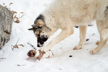 Greenland dog with newborn little puppy