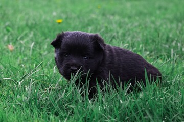 Black little dog