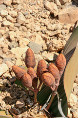 Welwitschia plant, Namibia