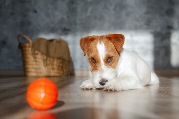 Wire Haired Jack Russell Terrier puppy playing with favorite toy. Small rough coated doggy with...
