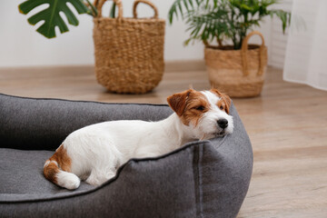 Portrait of four months old wire haired Jack Russell Terrier puppy sleeping in the dog bed. Small rough coated doggy with funny fur stains resting in a lounger. Close up, copy space, background.