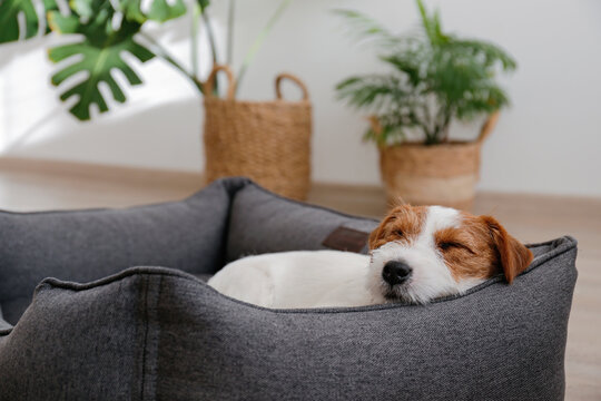 Portrait of four months old wire haired Jack Russell Terrier puppy sleeping in the dog bed. Small rough coated doggy with funny fur stains resting in a lounger. Close up, copy space, background.