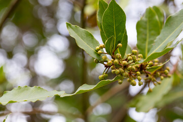 Bay leaf Laurus nobilis and buds on an evergreen tree of the laurel family on a blurred background
