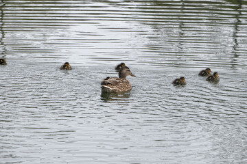 Canard colvert maman et saiette famille
